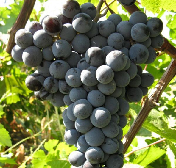 Виноград 'Цимлянский черный'